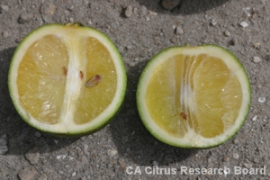 Abnormal fruit produced by 